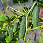 How and what to feed cucumbers for their record yield