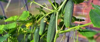 How and what to feed cucumbers for their record yield