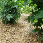 Как использовать крапиву на огороде? Мульча для томатов и другие способы применения