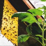 How to get rid of midges on seedlings: effective folk recipes