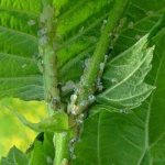 How to get rid of aphids on raspberries: what is the best treatment and how to get rid of them?