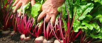 How, when and what to feed beets in July-August: secrets of agricultural technology for getting a rich harvest