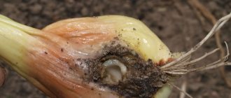 How to get rid of onion flies forever: proven and effective methods