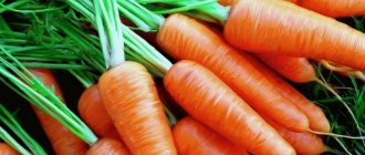 What is the name of the variety of mini carrots?