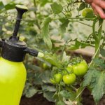 Как обработать помидоры от фитофторы «Трихополом» или «Метронидазолом