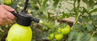 Как обработать помидоры от фитофторы «Трихополом» или «Метронидазолом
