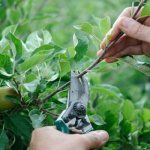 how to prune a columnar apple tree