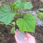 How to feed cucumbers with ash in open ground and greenhouses, and what this will give to the future harvest