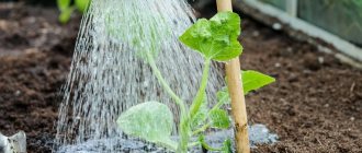 How to water cucumbers in a polycarbonate greenhouse: instructions and basic rules