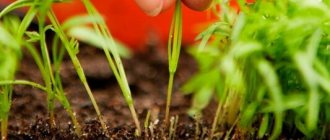 How to plant carrots