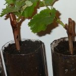 Как посадить виноград осенью черенками