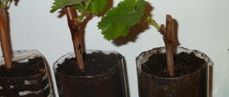 How to plant grapes in the fall using cuttings
