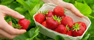 How to increase strawberry yields in open ground