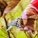 How to prune correctly