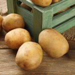How to properly store potatoes outside of the cellar