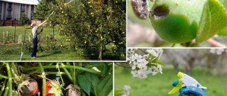 How and what to spray apple trees against pests in summer