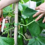 How to properly trim the leaves of cucumbers in a greenhouse and is it necessary to do so?