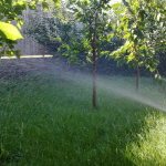 How to properly water cherries in summer: instructions for novice gardeners