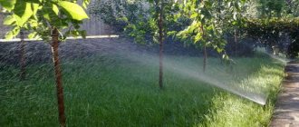Как правильно поливать вишню летом: инструкция для садоводов-новичков