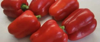 &#39;How to plant large red hybrid pepper &quot;Ombrone&quot;