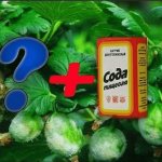 How to properly use soda against powdery mildew on gooseberries: recipes and processing recommendations
