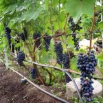 Как правильно сажать виноград Аттика