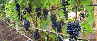 How to plant Attica grapes correctly