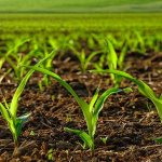 How to choose the right herbicide for corn and process it: a review of the best products