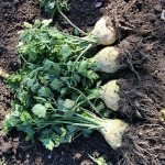 How to properly dig up celery root and when to do it