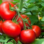 'Как правильно выращивать томат "Марьина роща": отзывы, фото и урожайность раннеспелого гибрида' width="800