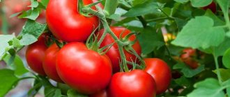 &#39;How to properly grow the Maryina Roshcha tomato: reviews, photos and yield of an early-ripening hybrid&#39; width=&quot;800