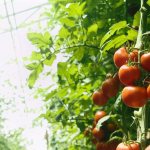 How to pinch tomatoes in a greenhouse step by step photo