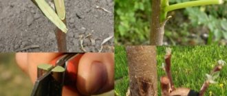 How to plant an apple tree in summer: step-by-step instructions for beginners