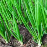 How does white onion grow?