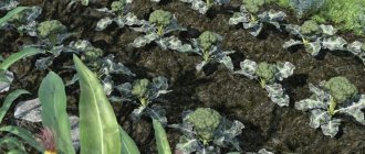 как растет брокколи