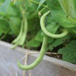 How do green beans grow?