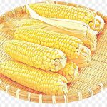 How to plant corn: planting and care, growing features