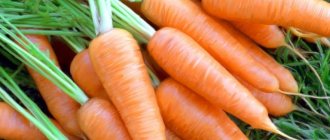 how to plant carrots