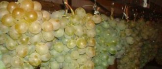 How to preserve grapes in winter. How to preserve grapes at home 