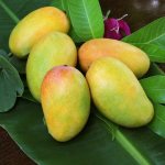 Как выбрать манго для посадки - Как вырастить манго из косточки в домашних условиях