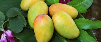 How to choose a mango for planting - How to grow a mango from a seed at home