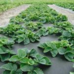 What a close-up of strawberries planted on agrofibre looks like