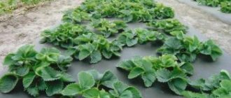 What a close-up of strawberries planted on agrofibre looks like