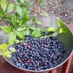 How to grow blueberries in the garden
