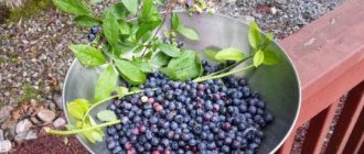 How to grow blueberries in the garden