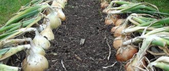 Как выращивать лук чернушку: посадка и уход в открытом грунте поэтапно