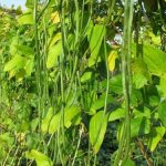 how to grow cowpea vegetable