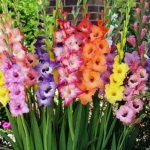 How to grow gladiolus