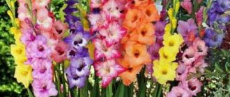 How to grow gladiolus