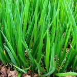 How to grow onion: planting and care in open ground before winter